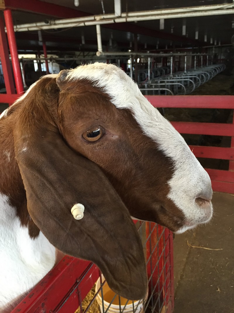 Farm Animal Services in Xenia, OH Veterinary Associates Animal Hospital