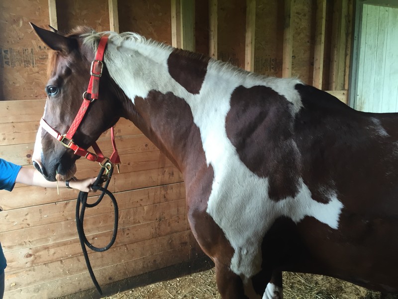 Equine Veterinary Services In Xenia, OH Veterinary Associates Animal